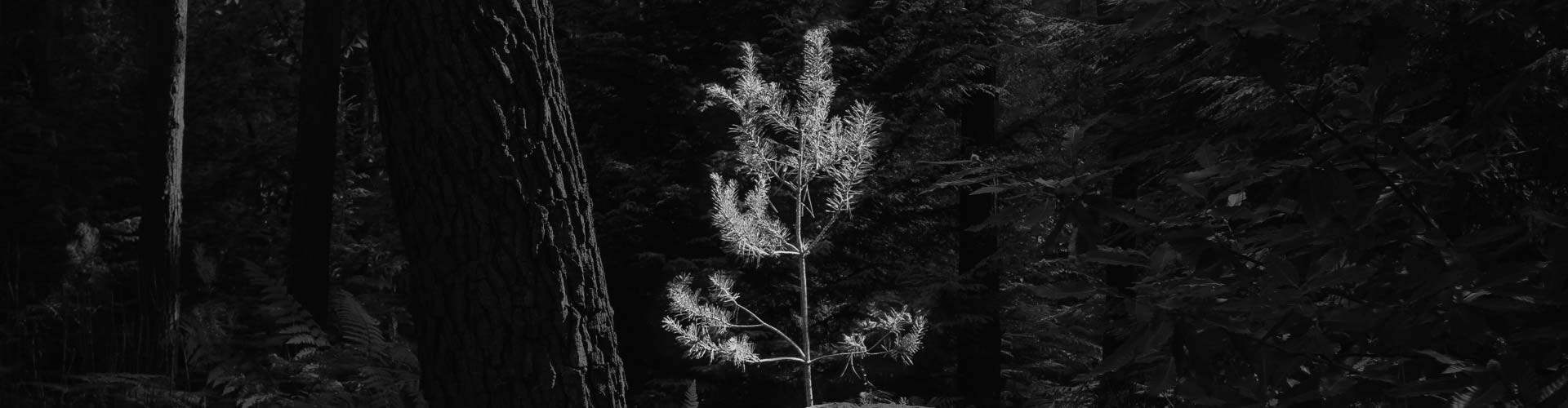 Silverwoods Banners Greyscale Forest 2